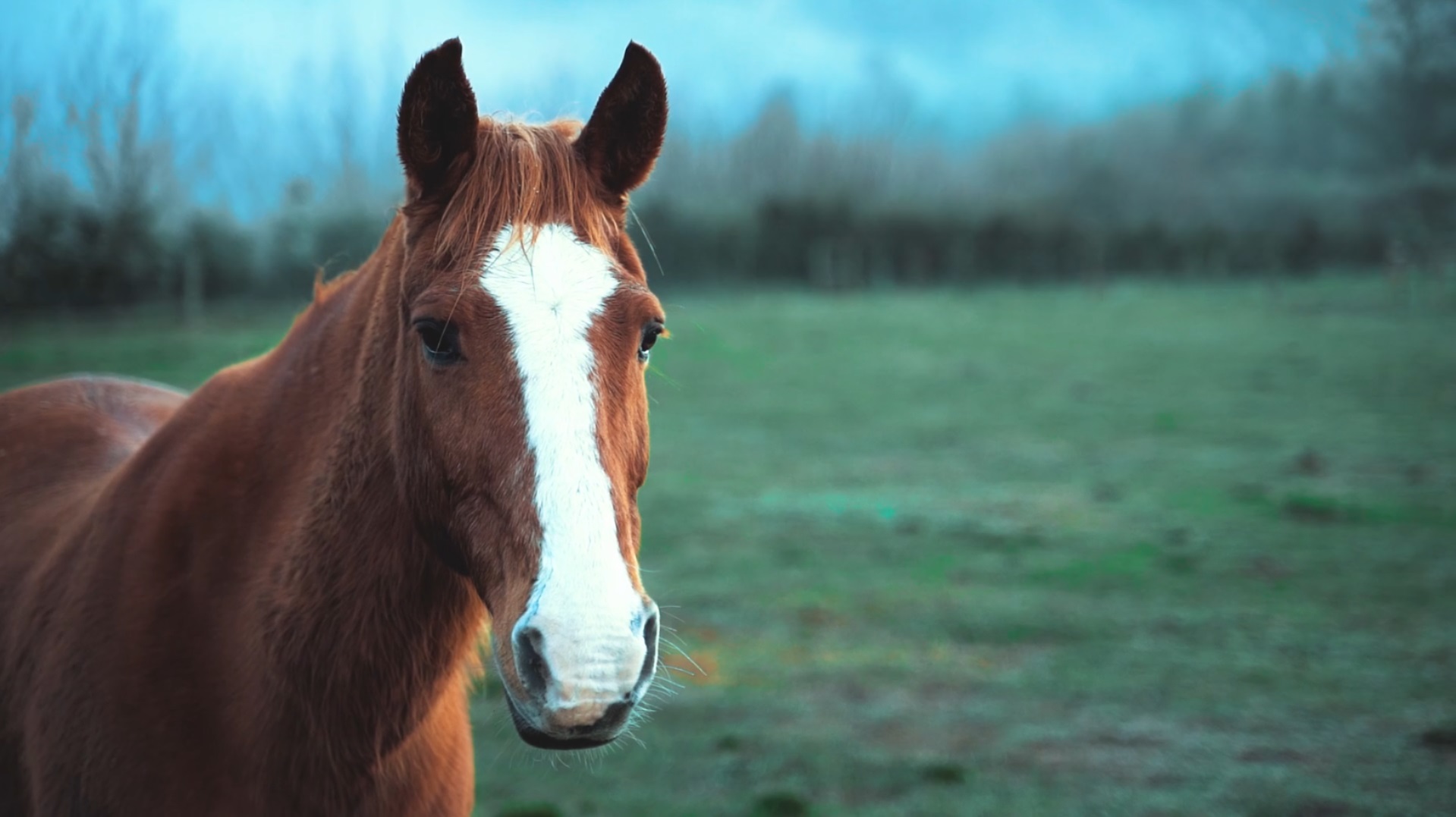 Poster vidéo cheval